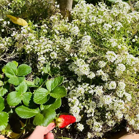 Villa The Blue House Lárnaka