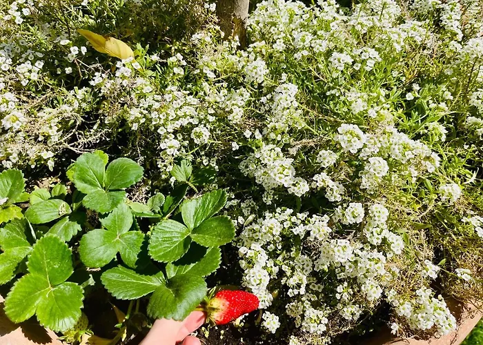 Βίλα The Blue House Λάρνακα